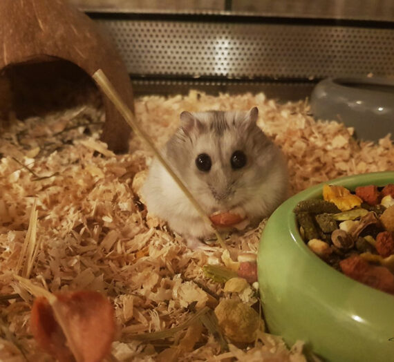 Krümel – unser kleiner Hamster